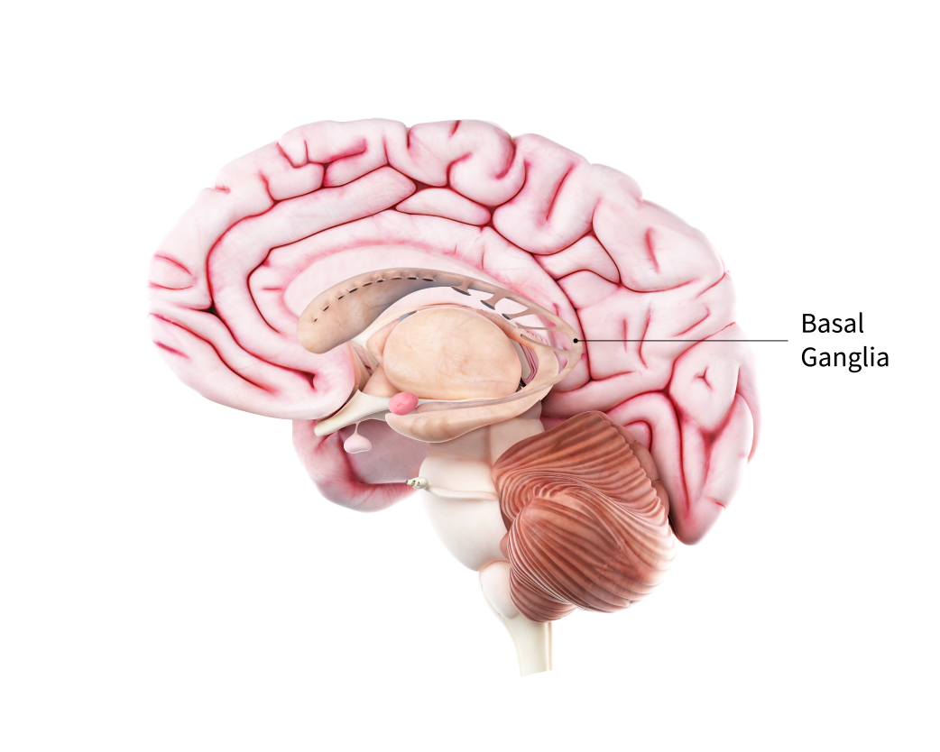 a computer generated graphic of the brain with labels pointing to the basal ganglia.