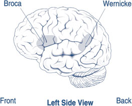 Illustration of the brain's left side